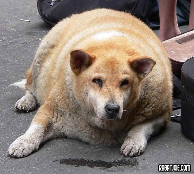 Caine Obez Poze Haioase Animale Www Maxfun Ro