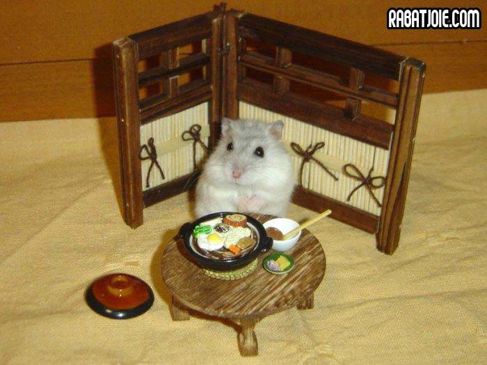 Poze MaxFun.ro » Hamster la micul dejun